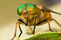 Get fantastic insect images such as this horsefly on one of our macro photography workshops